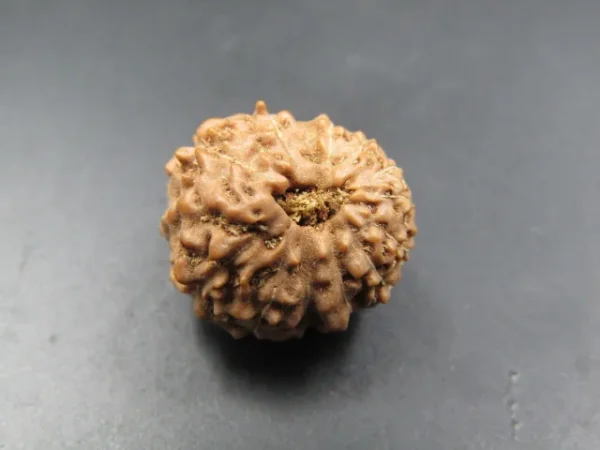 12 Mukhi Rudraksha
