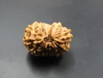 12 Mukhi Rudraksha