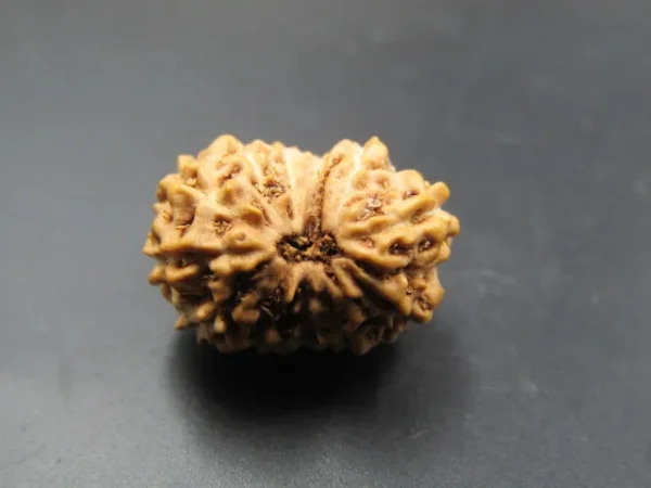 12 Mukhi Rudraksha