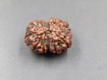 12 Mukhi Rudraksha
