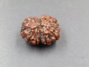 12 Mukhi Rudraksha