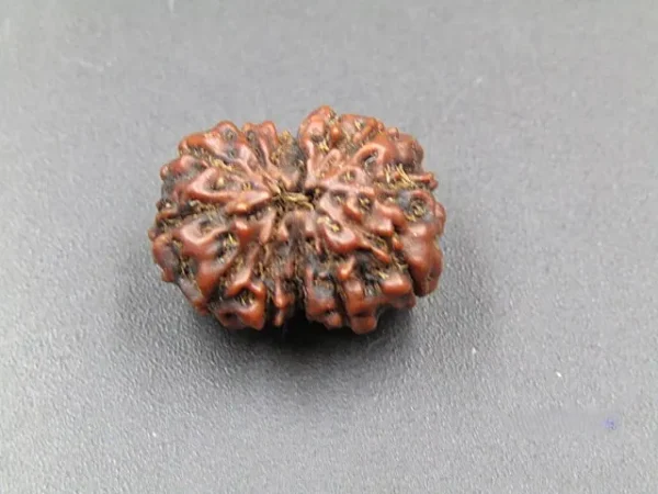 12 Mukhi Rudraksha