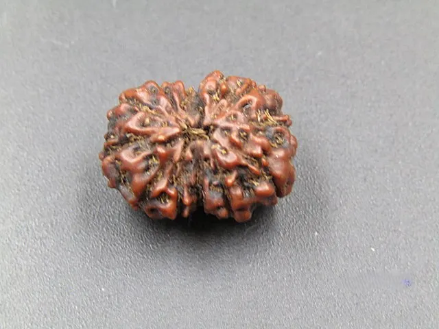 12 Mukhi Rudraksha