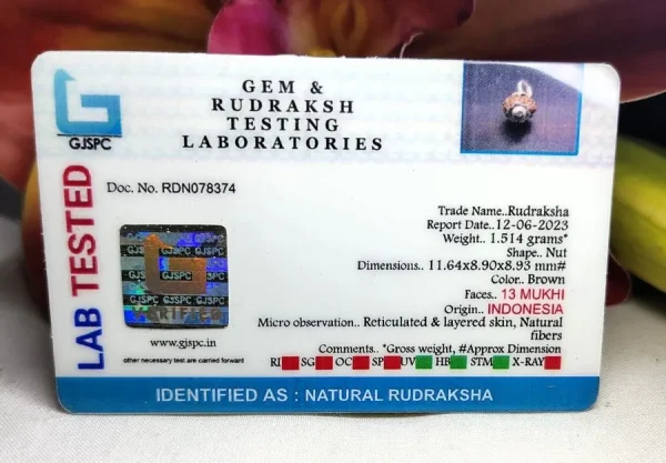 13 Mukhi Certificate