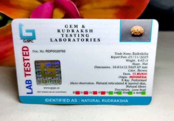 13 Mukhi Certificate