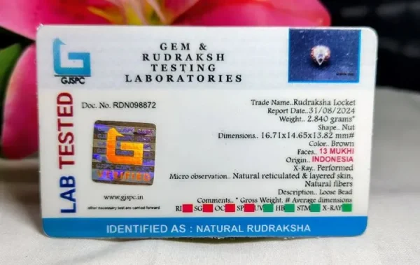 13 Mukhi Certificate