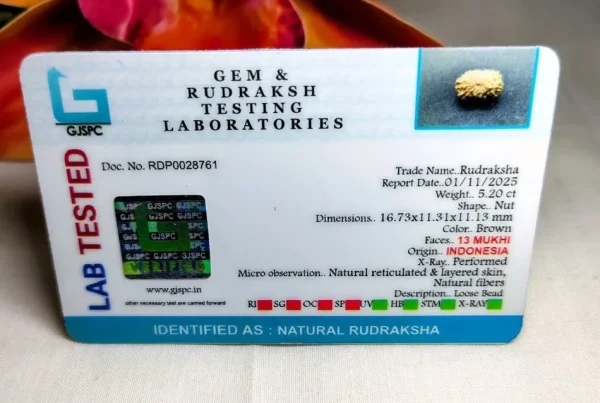 13 Mukhi Certificate