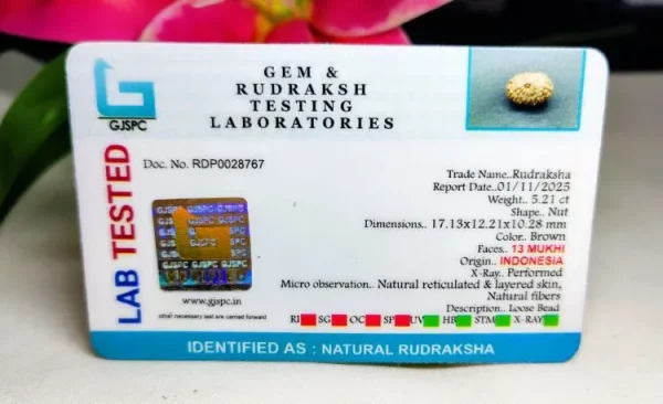 13 Mukhi Certificate