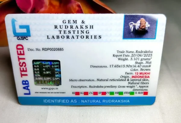 13 Mukhi Certificate
