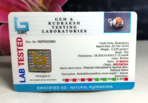 13 Mukhi Certificate