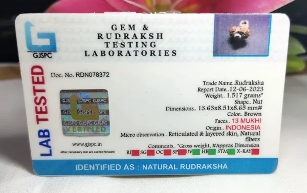 13 Mukhi Certificate
