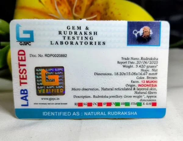 13 Mukhi Certificate