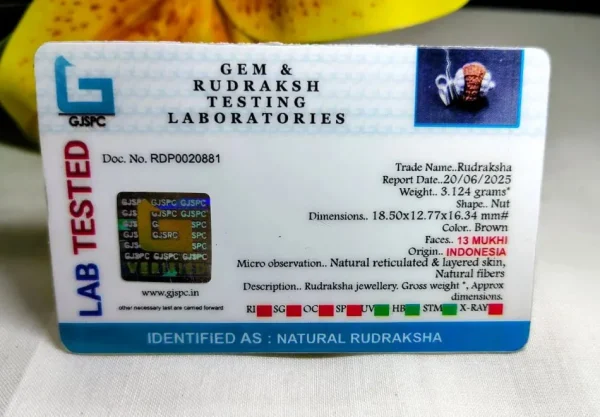 13 Mukhi Certificate