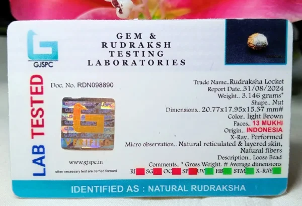 13 Mukhi Certificate