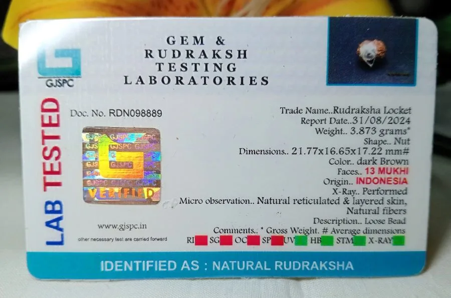 13 Mukhi Certificate