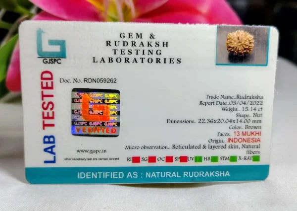 13 Mukhi Certificate