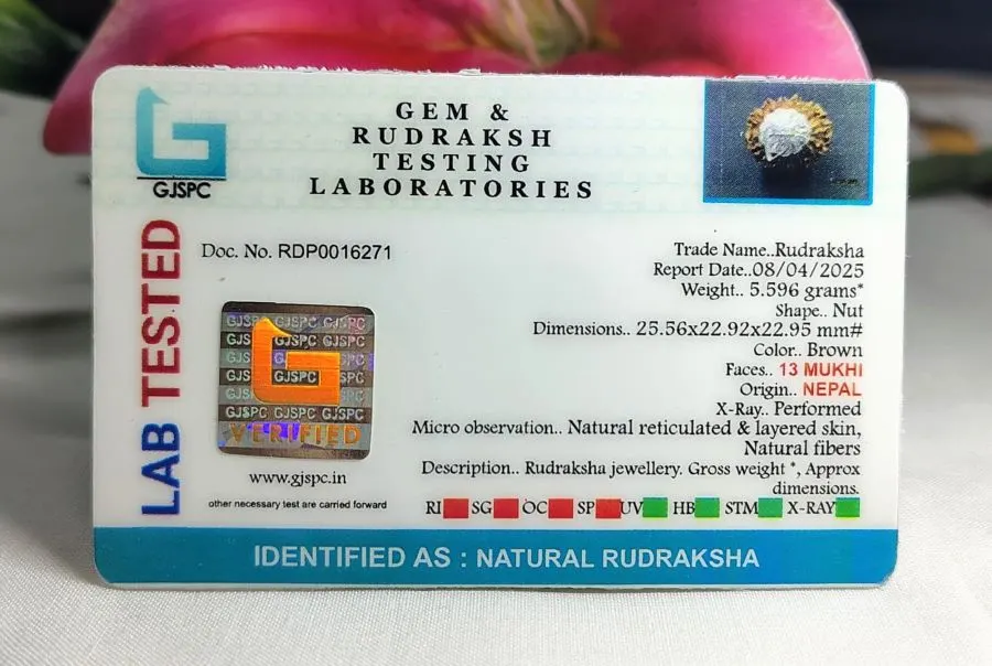 13 Mukhi Certificate
