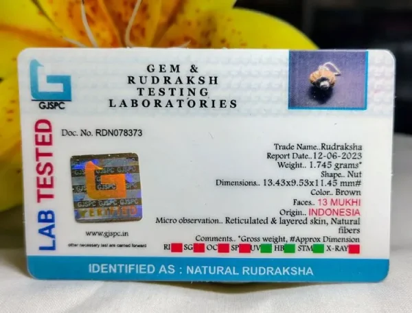 13 Mukhi Certificate