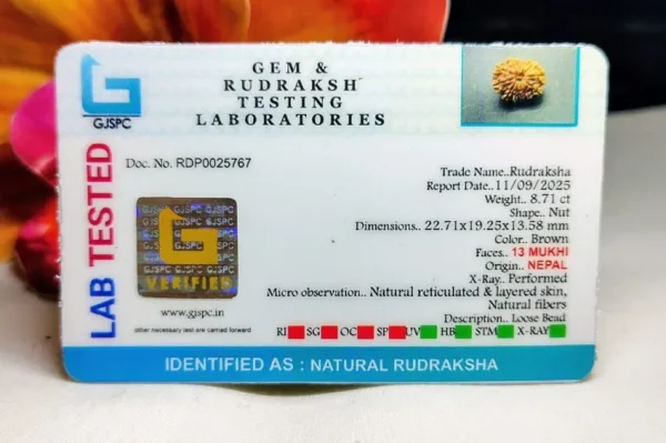 13 Mukhi Certificate