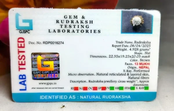 13 Mukhi Certificate