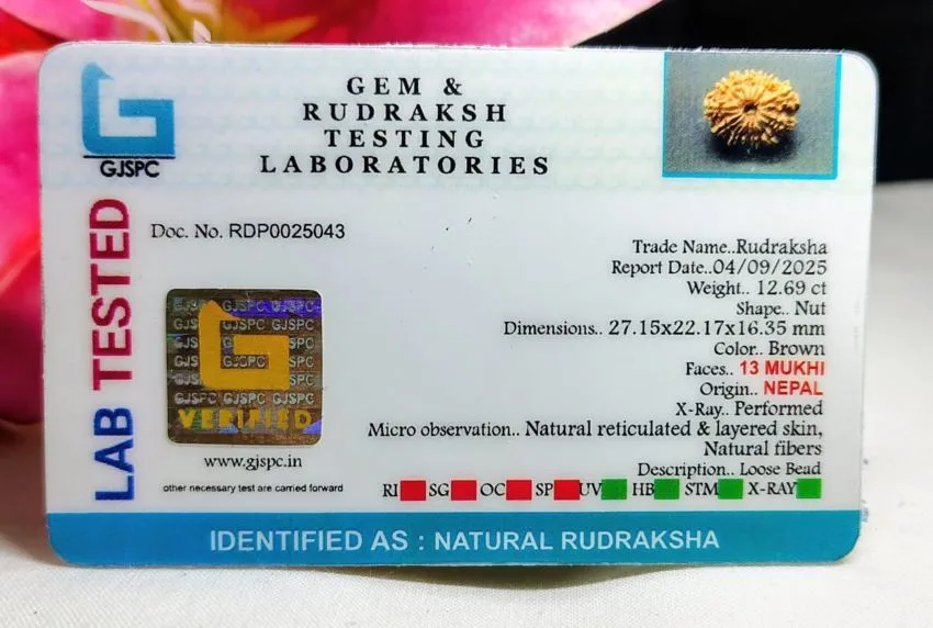 13 Mukhi Certificate