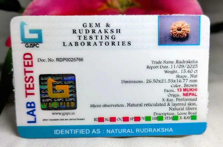 13 Mukhi Certificate