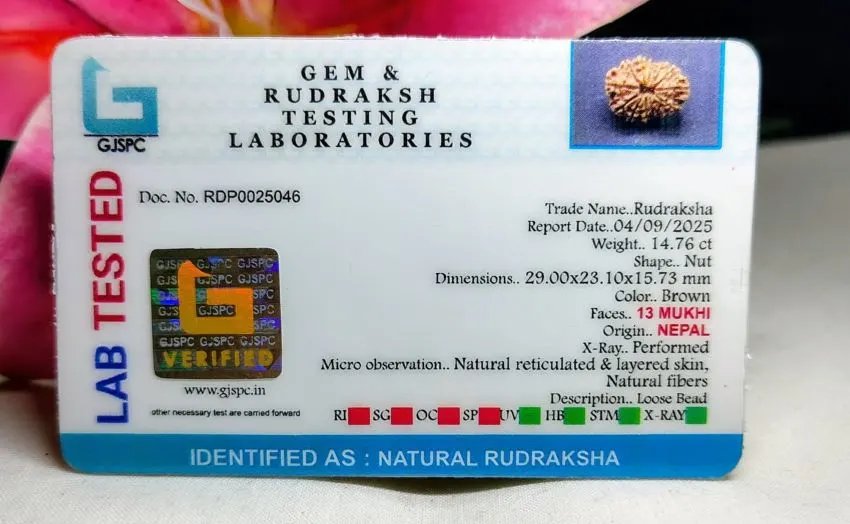 13 Mukhi Certificate