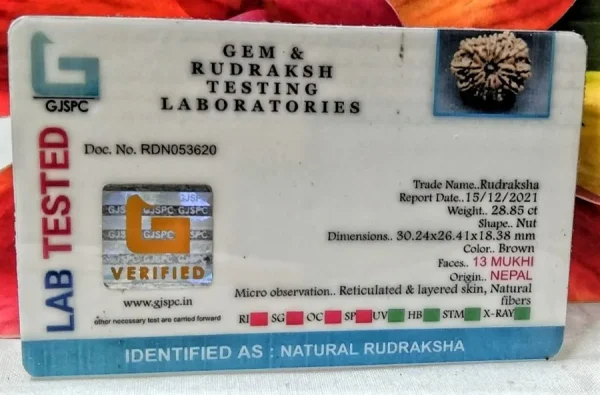 13 Mukhi Certificate
