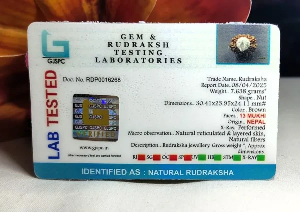 13 Mukhi Certificate