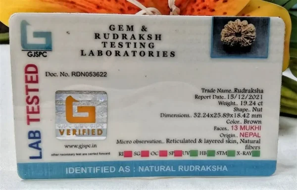 13 Mukhi Certificate