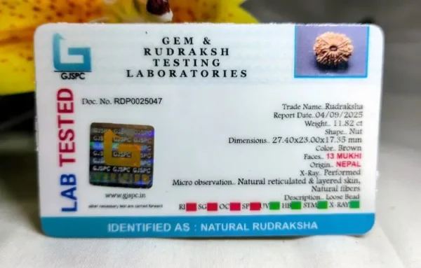 13 Mukhi Certificate