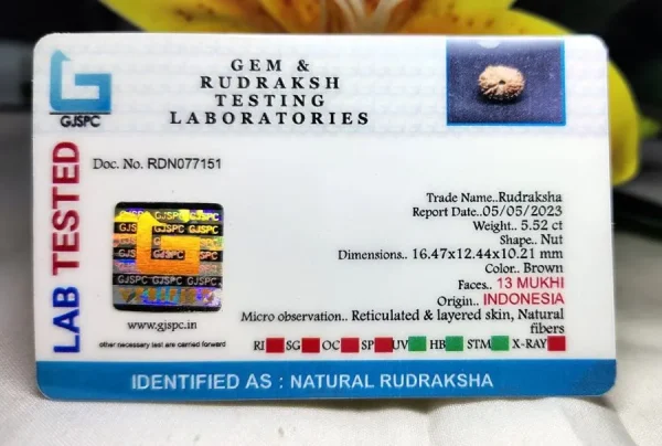 13 Mukhi Certificate