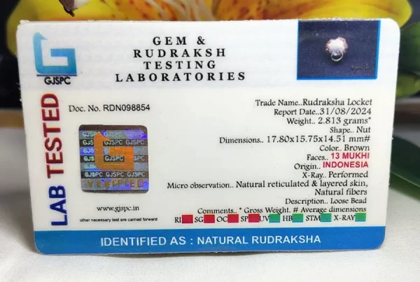 13 Mukhi Certificate