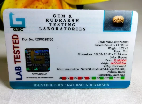 13 Mukhi Certificate