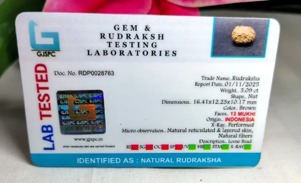 13 Mukhi Certificate