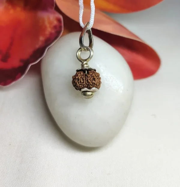 13 Mukhi Rudraksha