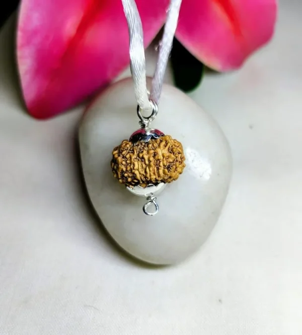 13 Mukhi Rudraksha