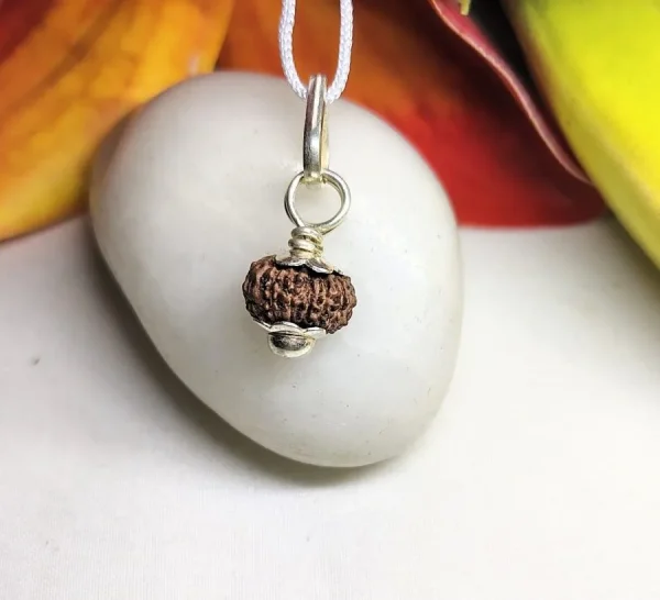 13 Mukhi Rudraksha