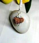 13 Mukhi Rudraksha