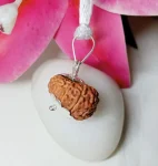 13 Mukhi Rudraksha