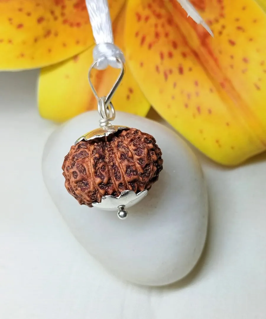13 Mukhi Rudraksha
