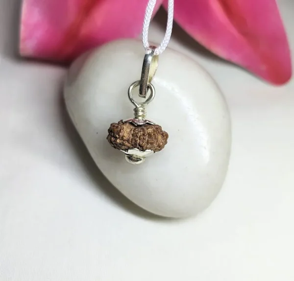 13 Mukhi Rudraksha