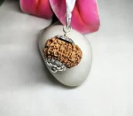 13 Mukhi Rudraksha
