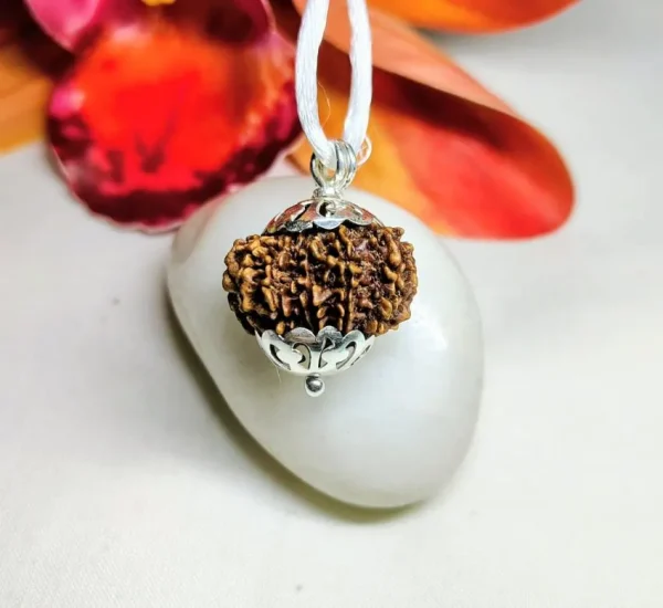 13 Mukhi Rudraksha