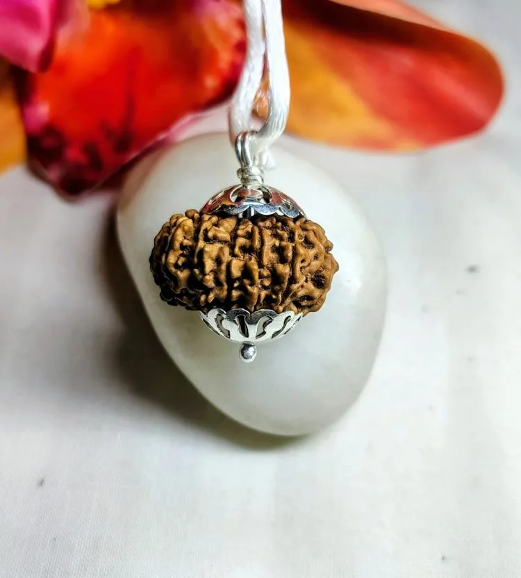 13 Mukhi Rudraksha