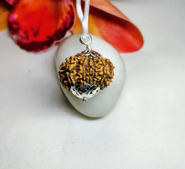 13 Mukhi Rudraksha