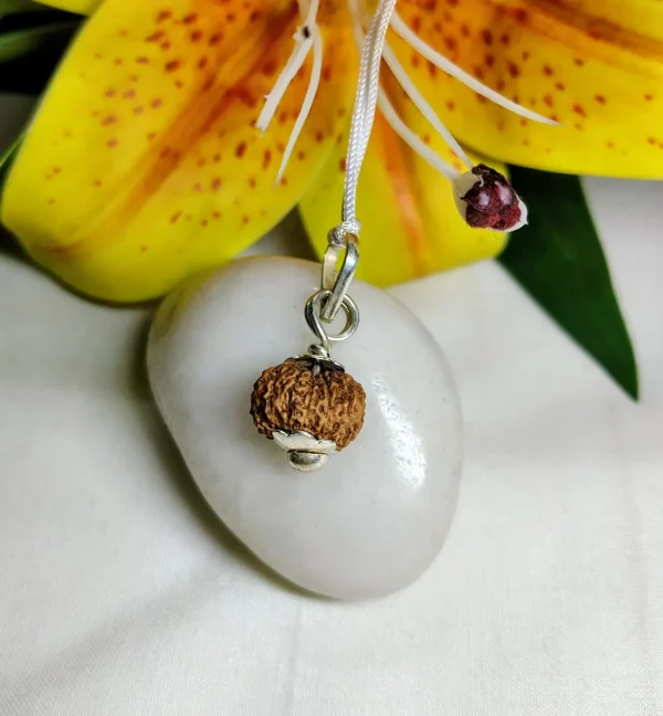 13 Mukhi Rudraksha