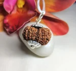 13 Mukhi Rudraksha