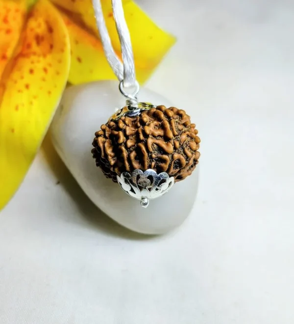 13 Mukhi Rudraksha