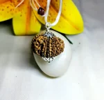 13 Mukhi Rudraksha